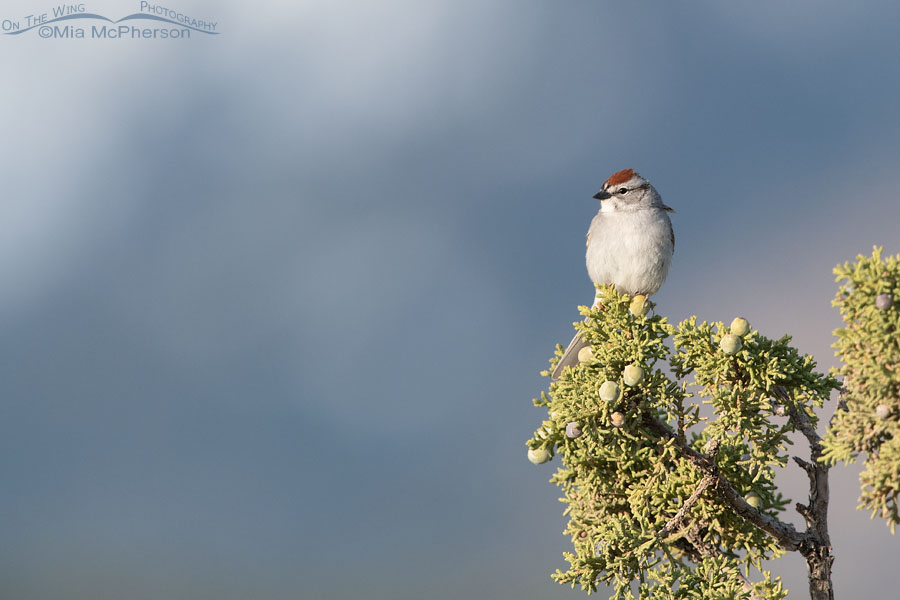 Chipping Sparrow perched in front of snow-capped mountains, West Desert, Tooele County, Utah