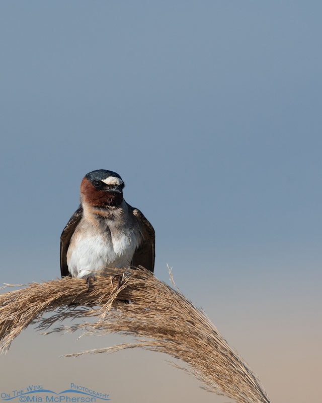 Grumpy looking Cliff Swallow, Bear River Migratory Bird Refuge, Box Elder County, Utah