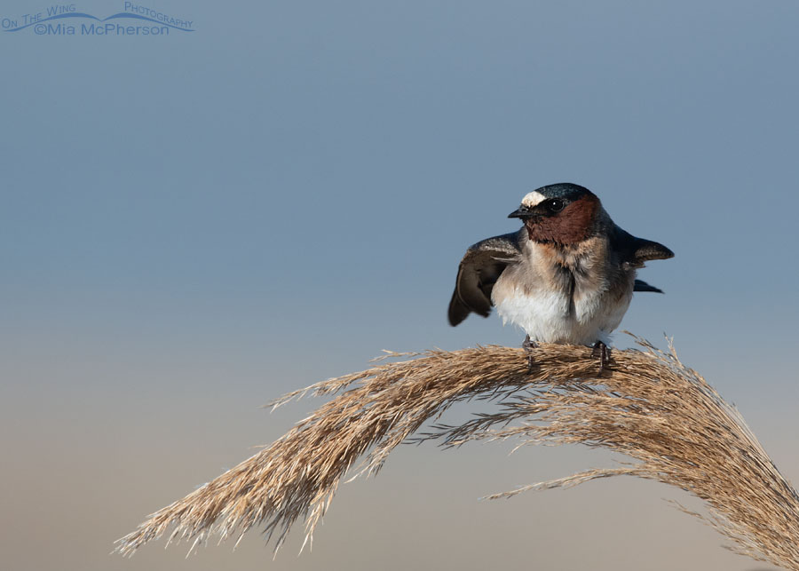 Adult Cliff Swallow, Bear River Migratory Bird Refuge, Box Elder County, Utah