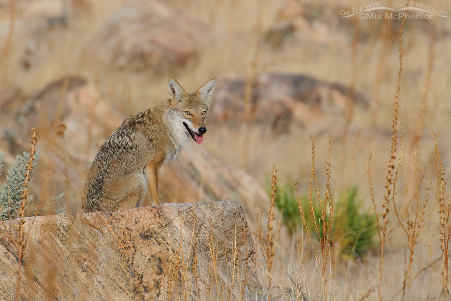 Early morning Coyote resting on a rock, Antelope Island State Park, Davis County, Utah