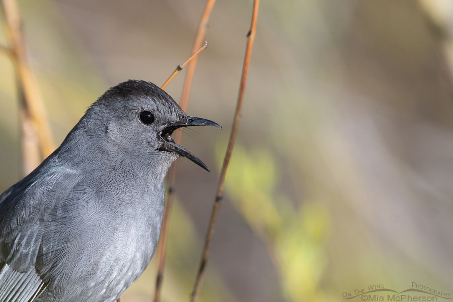 Singing Gray Catbird, Wasatch Mountains, Summit County, Utah