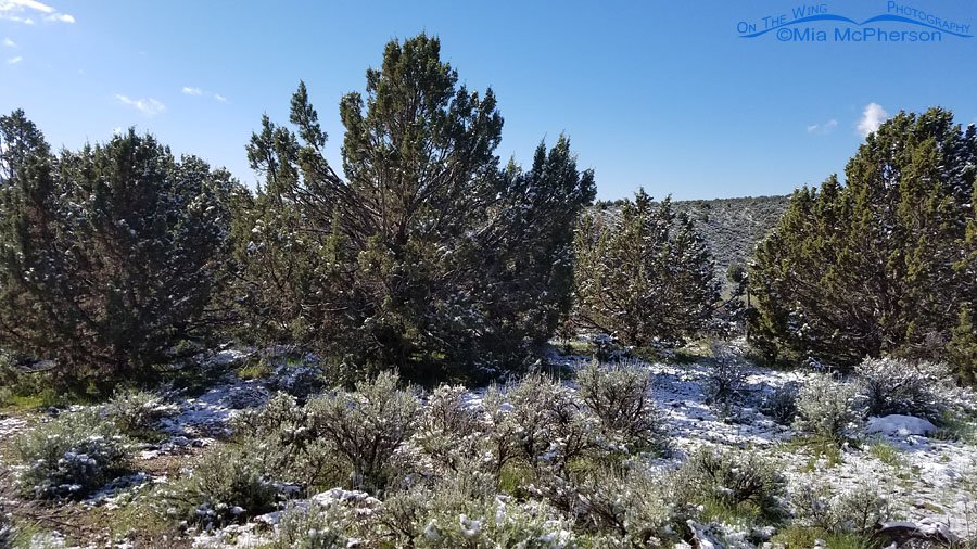 May snowfall in the Stansbury Mountains, Tooele County, Utah