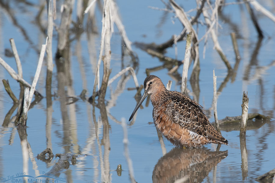 Long-billed Dowitcher in the marsh at Bear River MBR, Box Elder County, Utah