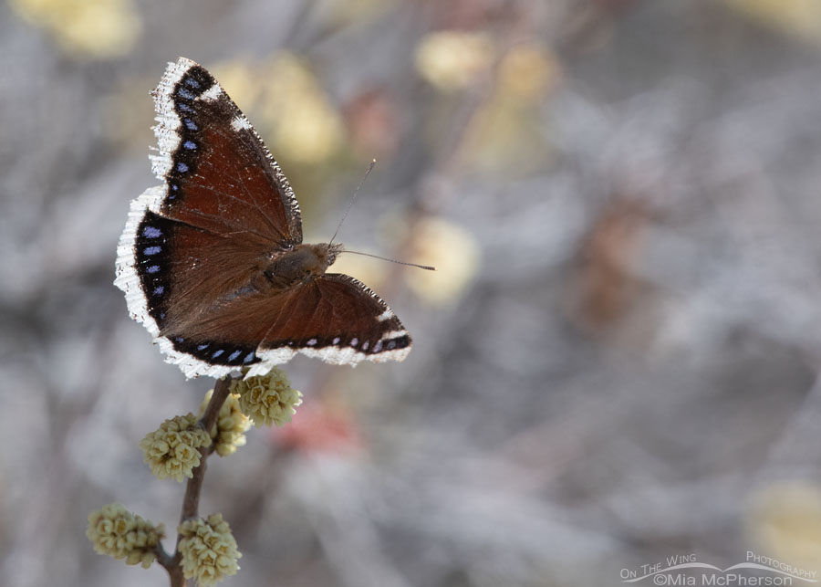 Mourning Cloak Butterfly on Fragrant Sumac, Box Elder County, Utah