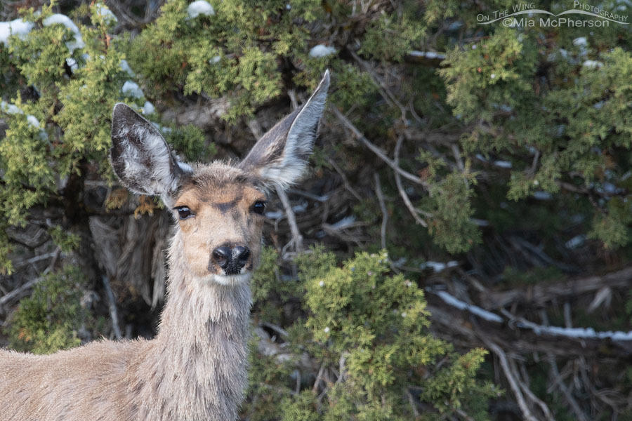 Mule Deer doe in snowy junipers, Stansbury Mountains, Tooele County, Utah