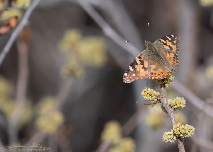 Painted Lady butterfly on Fragrant Sumac, Box Elder County, Utah