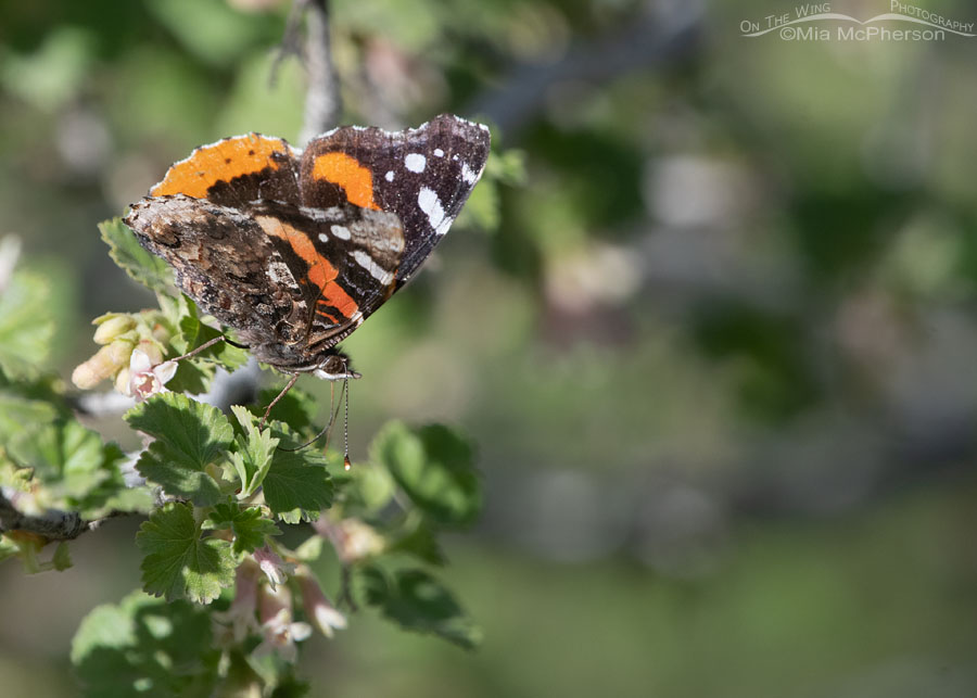 Red Admiral Butterfly nectaring on Wax Currant, West Desert, Tooele County, Utah