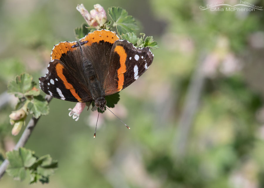Top view of a Red Admiral Butterfly on a Wax Currant, West Desert, Tooele County, Utah