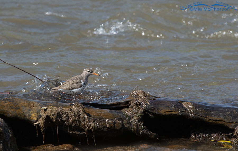 Spotted Sandpiper on the Weber River, Wasatch Mountains, Summit County, Utah