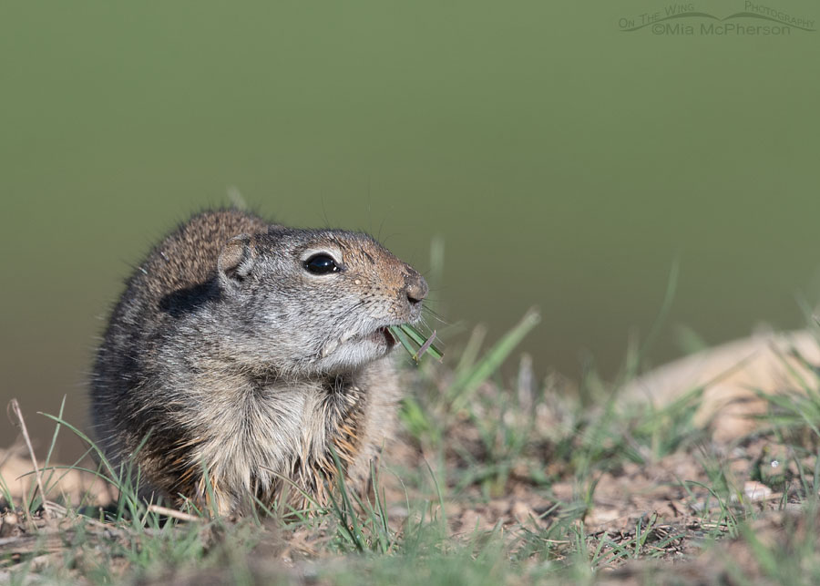 Adult Uinta Ground Squirrel munching on spring grasses, Little Emigration Canyon, Summit County, Utah