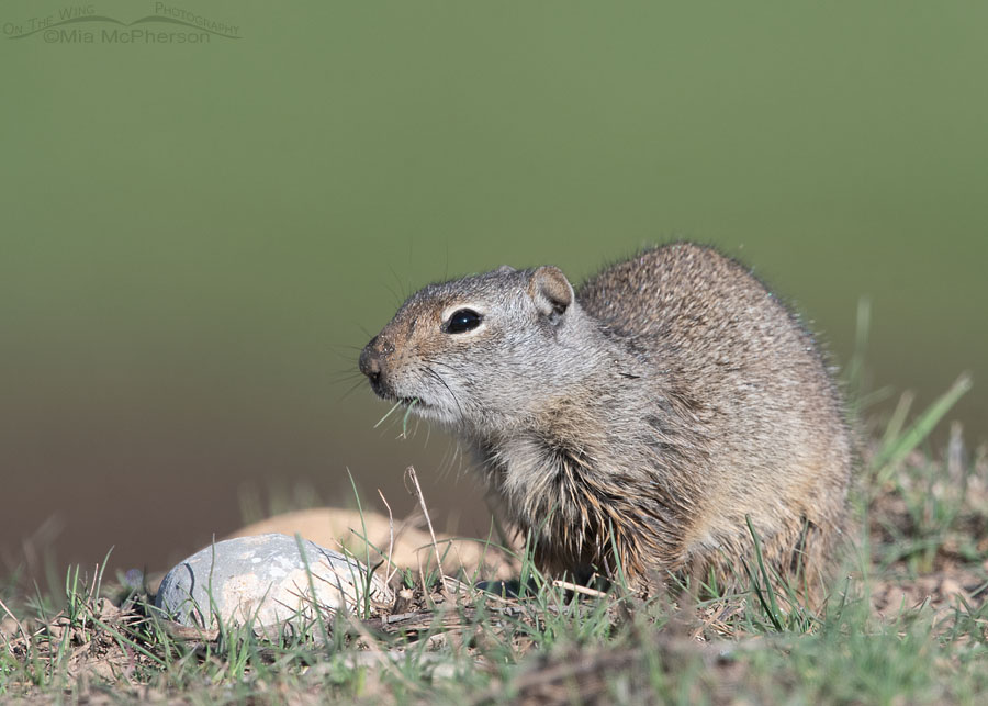 Adult Uinta Ground Squirrel nibbling on grasses, Wasatch Mountains, Summit County, Utah
