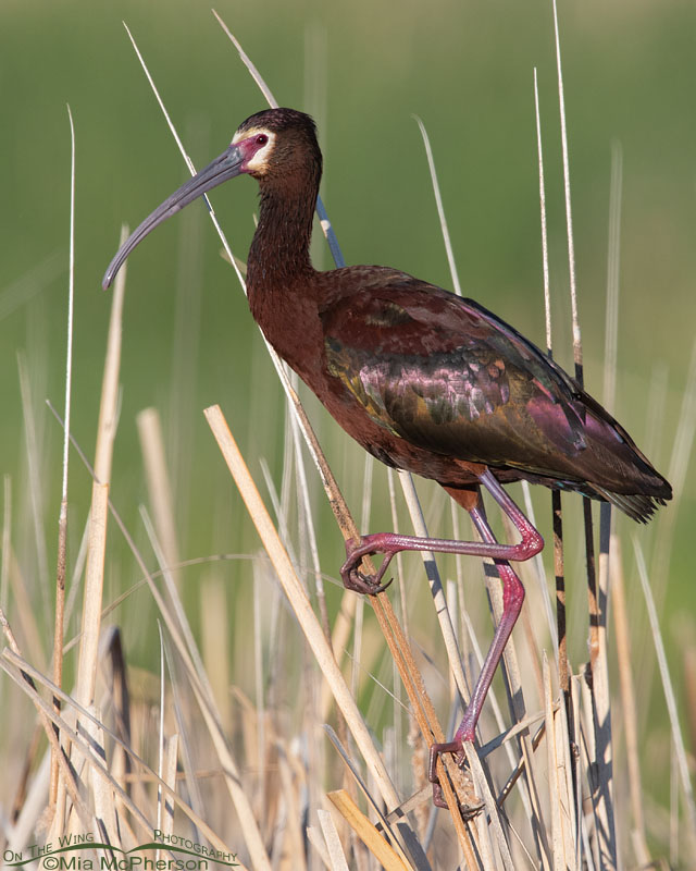 White-faced Ibis perched on cattails at the refuge, Bear River Migratory Bird Refuge, Box Elder County, Utah