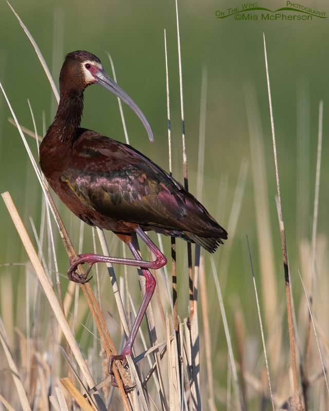 White-faced Ibis Images