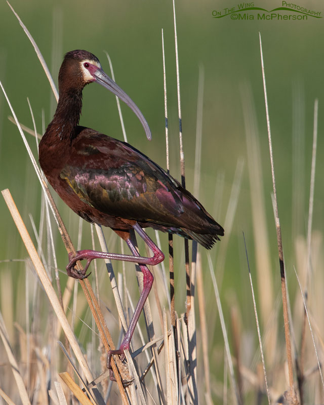 Perched White-faced Ibis in breeding plumage, Bear River Migratory Bird Refuge, Box Elder County, Utah