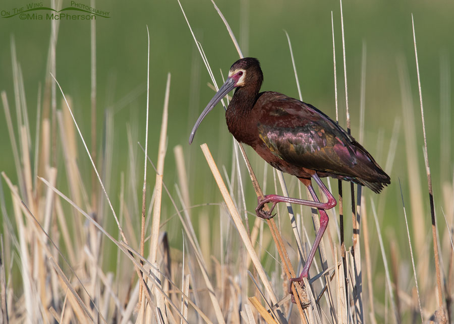 White-faced Ibis perched on cattails in the marsh, Bear River Migratory Bird Refuge, Box Elder County, Utah