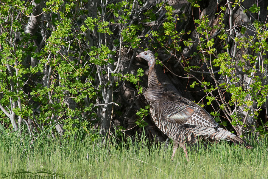 Wild Turkey hen at the edge of a meadow, West Desert, Tooele County, Utah