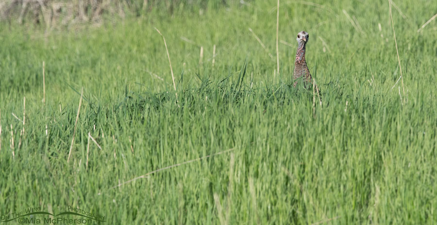Wild Turkey hen peeking over tall grasses, West Desert, Tooele County, Utah