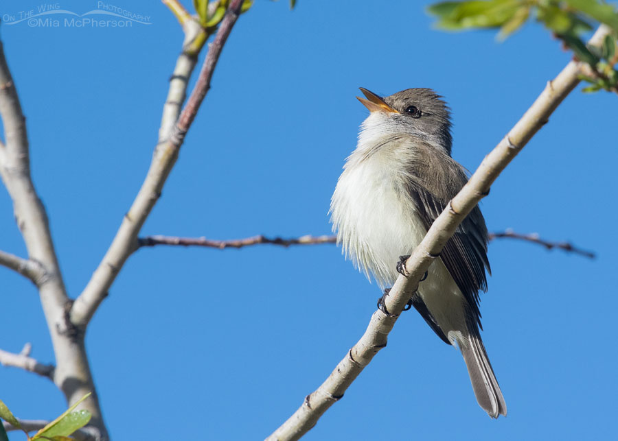 Calling Willow Flycatcher, Wasatch Mountains, Summit County, Utah