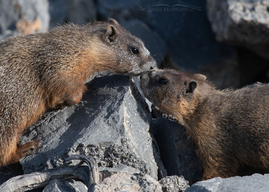 Yellow-bellied Marmot pups greeting each other, Box Elder County, Utah