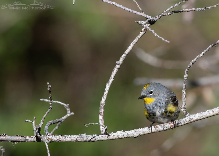 Yellow-rumped Warbler looking for prey from a branch, Wasatch Mountains, Summit County, Utah