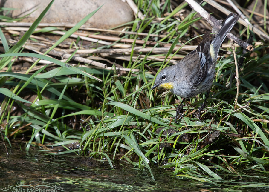 Yellow-rumped Warbler foraging on the bank of a creek, Wasatch Mountains, Summit County, Utah