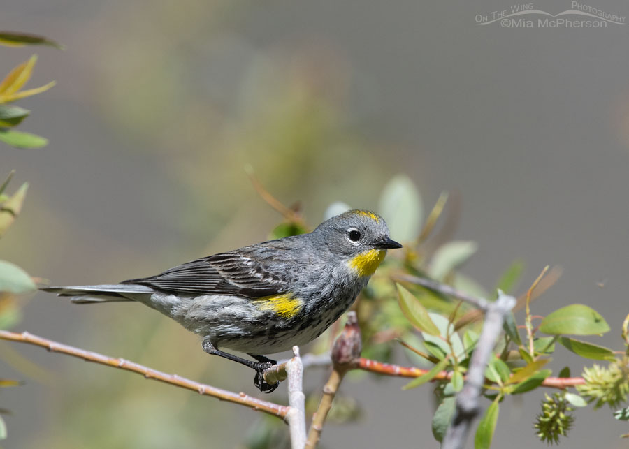 Close view of a spring Yellow-rumped Warbler, Wasatch Mountains, Morgan County, Utah
