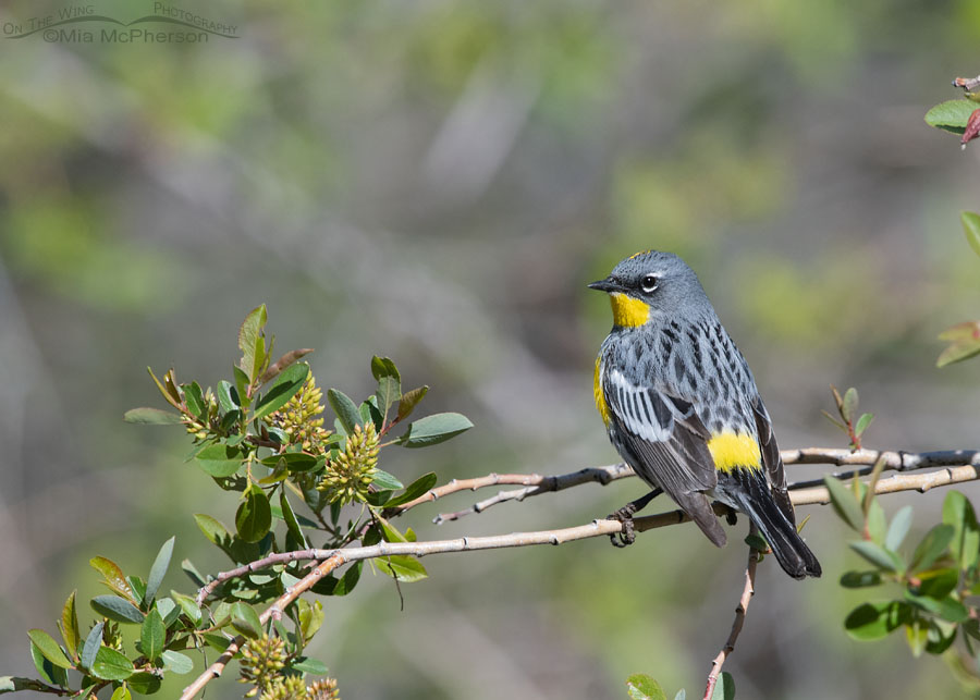 Back view of a male Yellow-rumped Warbler's yellow rump, Wasatch Mountains, Morgan County, Utah