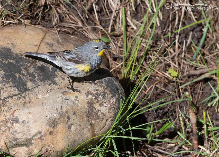 Yellow-rumped Warbler on a rock, Wasatch Mountains, Summit County, Utah
