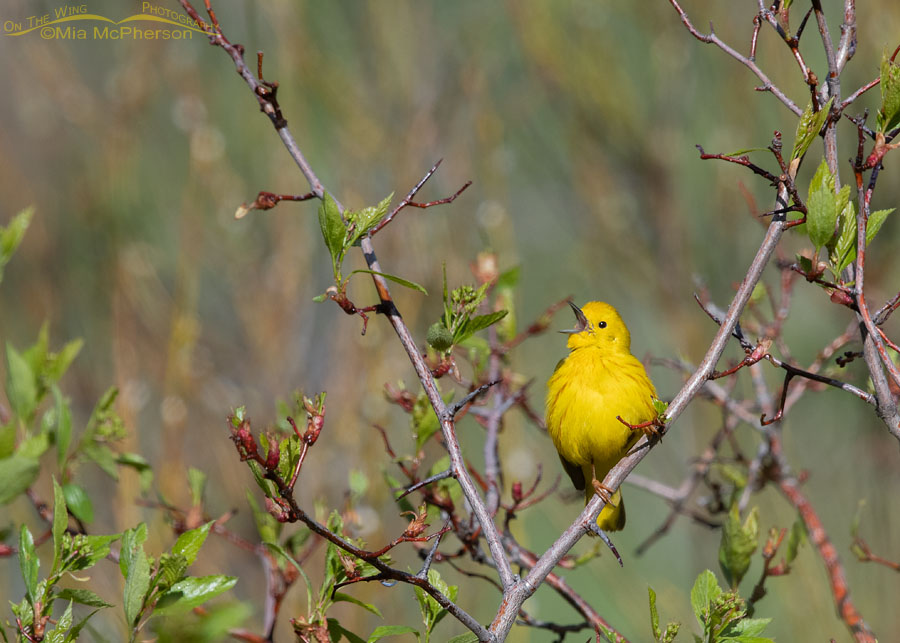 Male Yellow Warbler belting out a song in a Hawthorn, Wasatch Mountains, Summit County, Utah