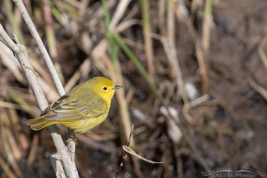 First of year Yellow Warbler, Wasatch Mountains, Morgan County, Utah