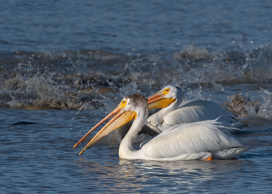 American White Pelicans with splashing Asian Carp, Bear River Migratory Bird Refuge, Box Elder County, Utah