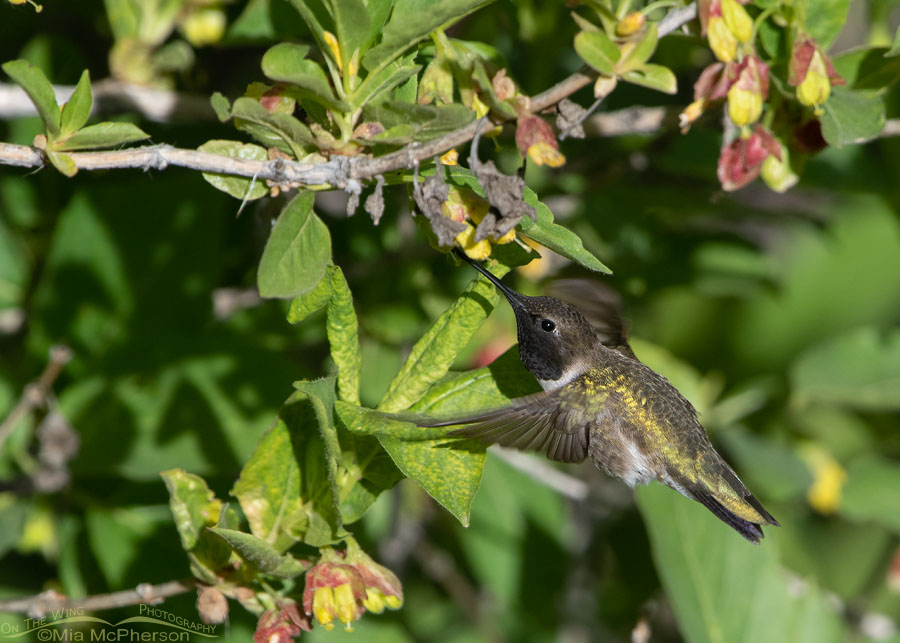 Male Black-chinned Hummingbird feeding on the nectar of blooming Black Twinberry Honeysuckle, Wasatch Mountains, Summit County, Utah