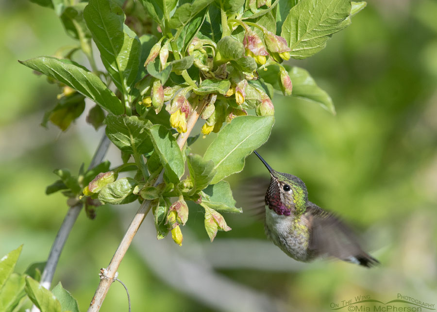 Male Broad-tailed Hummingbird at a blooming Black Twinberry Honeysuckle, Wasatch Mountains, Summit County, Utah