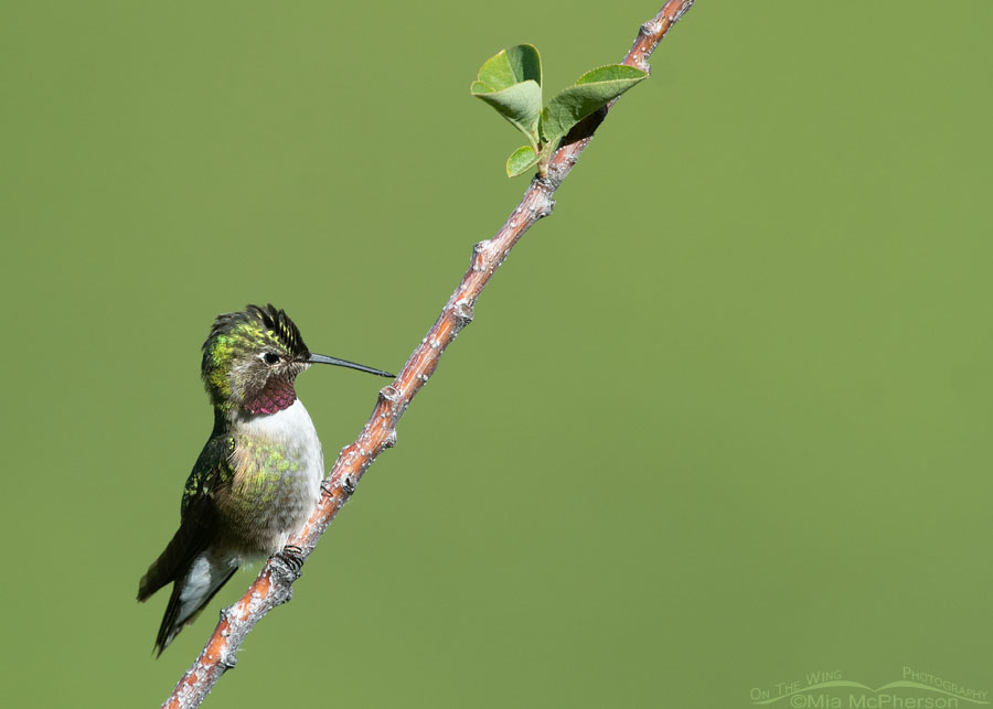 Male Broad-tailed Hummingbird defensive posture, Wasatch Mountains, Morgan County, Utah