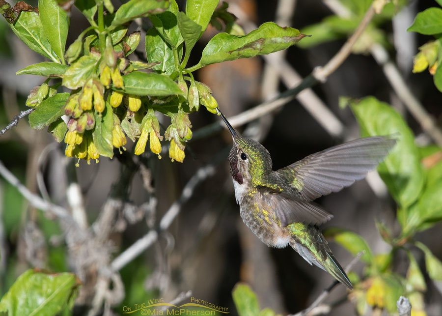 Male Broad-tailed Hummingbird hovering in front of blooming Black Twinberry Honeysuckle, Wasatch Mountains, Summit County, Utah