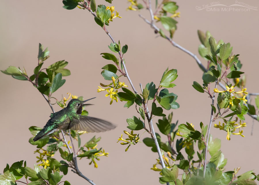 Broad-tailed Hummingbird male checking out Golden Currant blooms, Wasatch Mountains, Morgan County, Utah