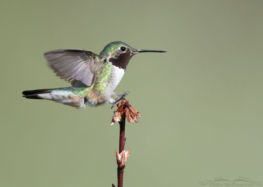 Landing male Broad-tailed Hummingbird, Wasatch Mountains, Morgan County, Utah