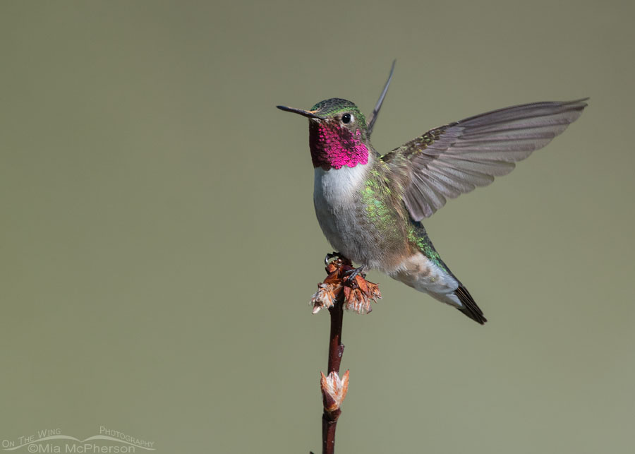 Broad-tailed Hummingbird male landing on his favorite perch, Wasatch Mountains, Morgan County, Utah