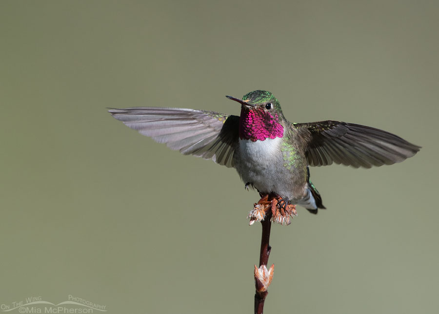 Male Broad-tailed Hummingbird showing his colorful gorget, Wasatch Mountains, Morgan County, Utah