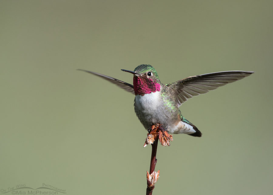 Male Broad-tailed Hummingbird lifting off, Wasatch Mountains, Morgan County, Utah