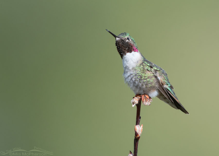 Male Broad-tailed Hummingbird looking up at the sky, Wasatch Mountains, Morgan County, Utah