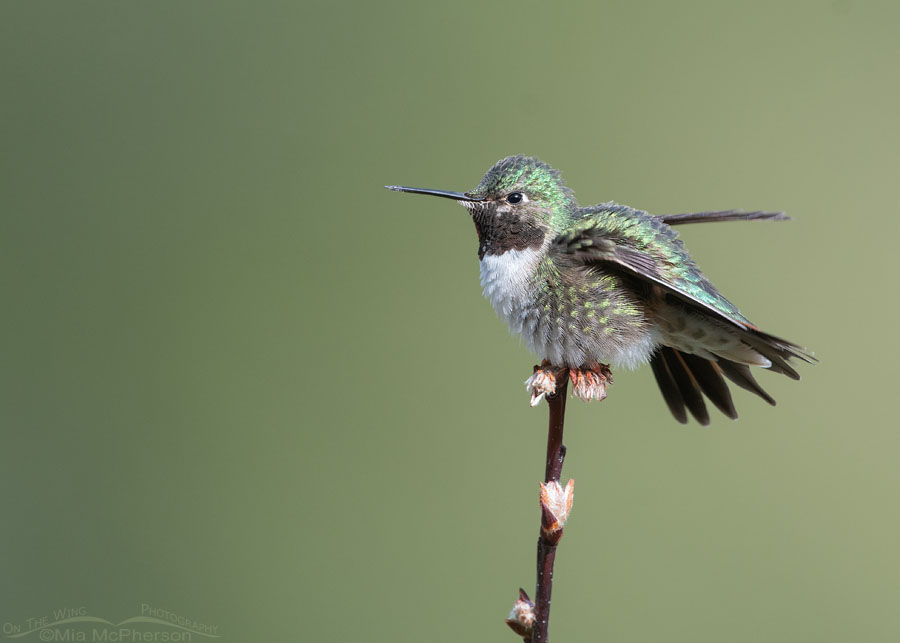 Broad-tailed Hummingbird male shaking his feathers, Wasatch Mountains, Morgan County, Utah