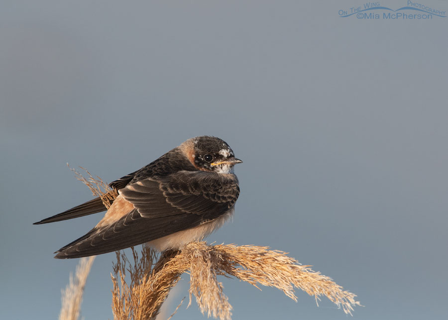 Early morning juvenile Cliff Swallow, Bear River Migratory Bird Refuge, Box Elder County, Utah