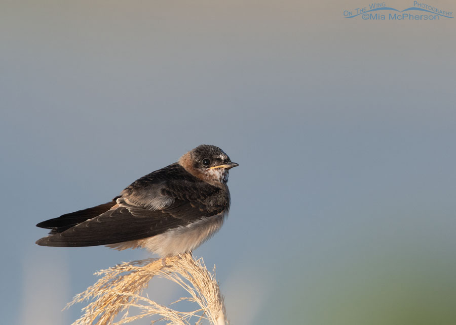 Juvenile Cliff Swallow looking towards the sky, Bear River Migratory Bird Refuge, Box Elder County, Utah