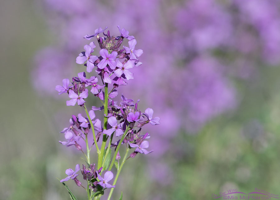 Naturalized Dame's Rocket blooming in the wild, Wasatch Mountains, Summit County, Utah