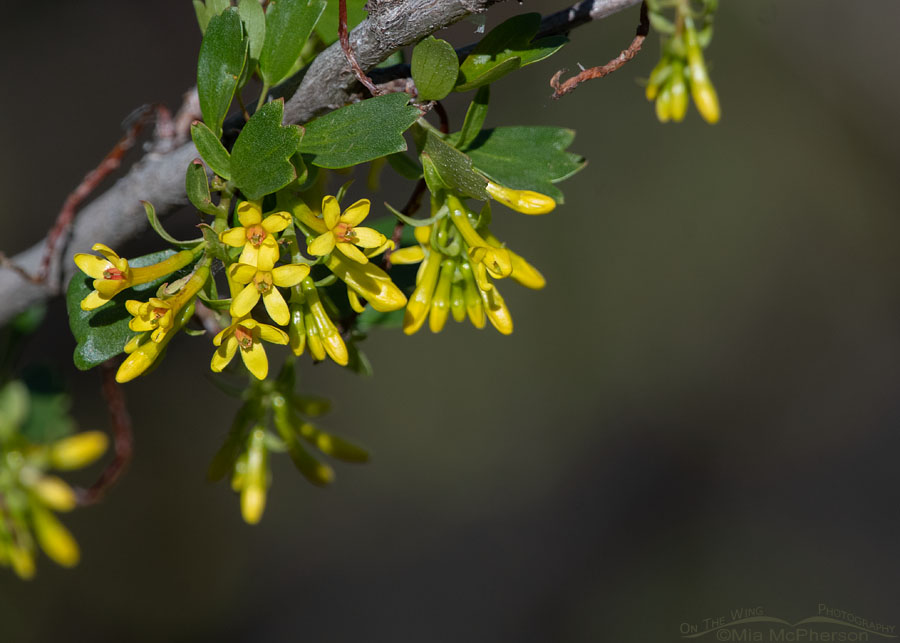 Blooming Golden Currant, Wasatch Mountains, Morgan County, Utah