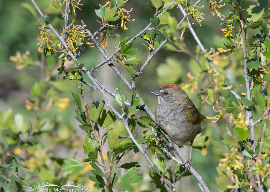 Green-tailed Towhee perched in a Golden Currant, Wasatch Mountains, Morgan County, Utah