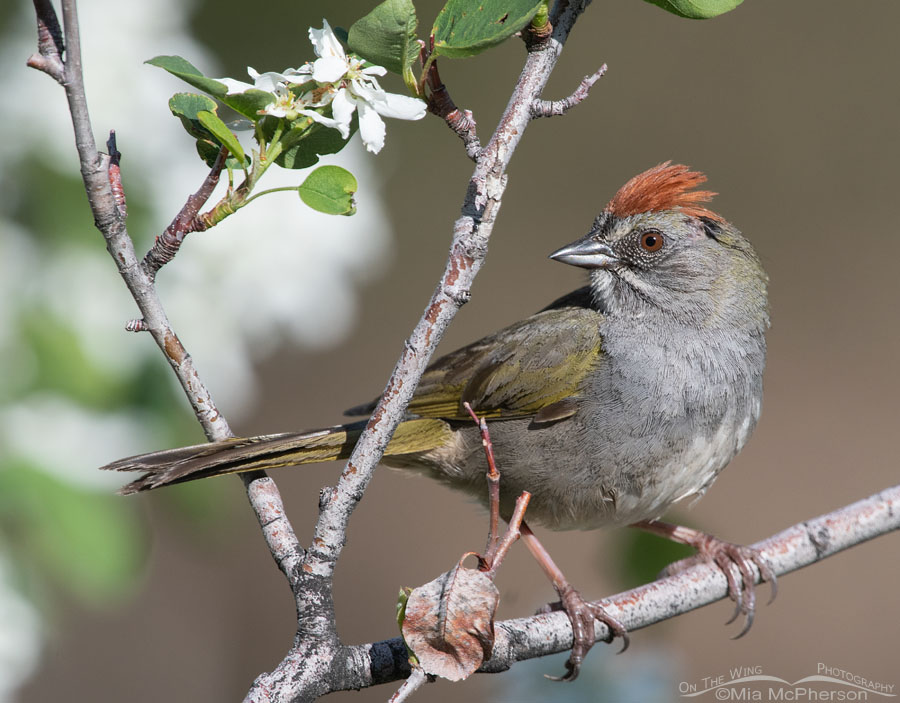 Close up Green-tailed Towhee framed by a blooming Serviceberry, Wasatch Mountains, Morgan County, Utah
