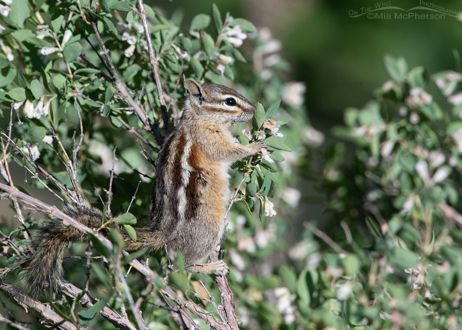 Least Chipmunk standing in a bush eating flowers, Wasatch Mountains, Morgan County, Utah