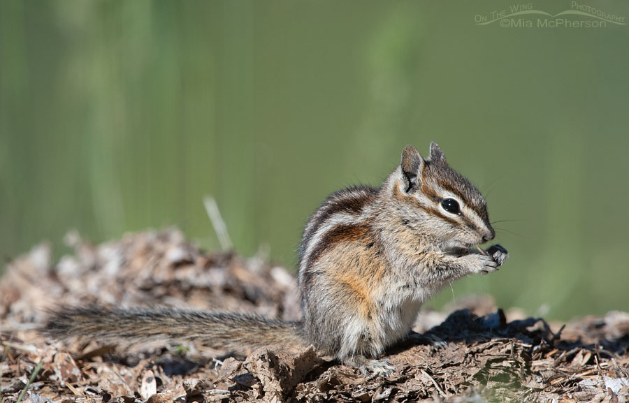 Least Chipmunk nibbling on some food, Wasatch Mountains, Summit County, Utah